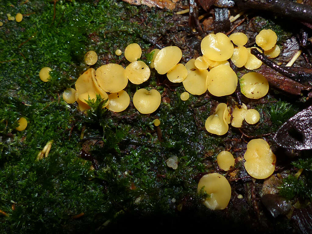 Plancia ëd Phaeohelotium baileyanum Baral & R. Galán 2013