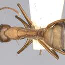 Image of Camponotus nicobarensis Mayr 1865