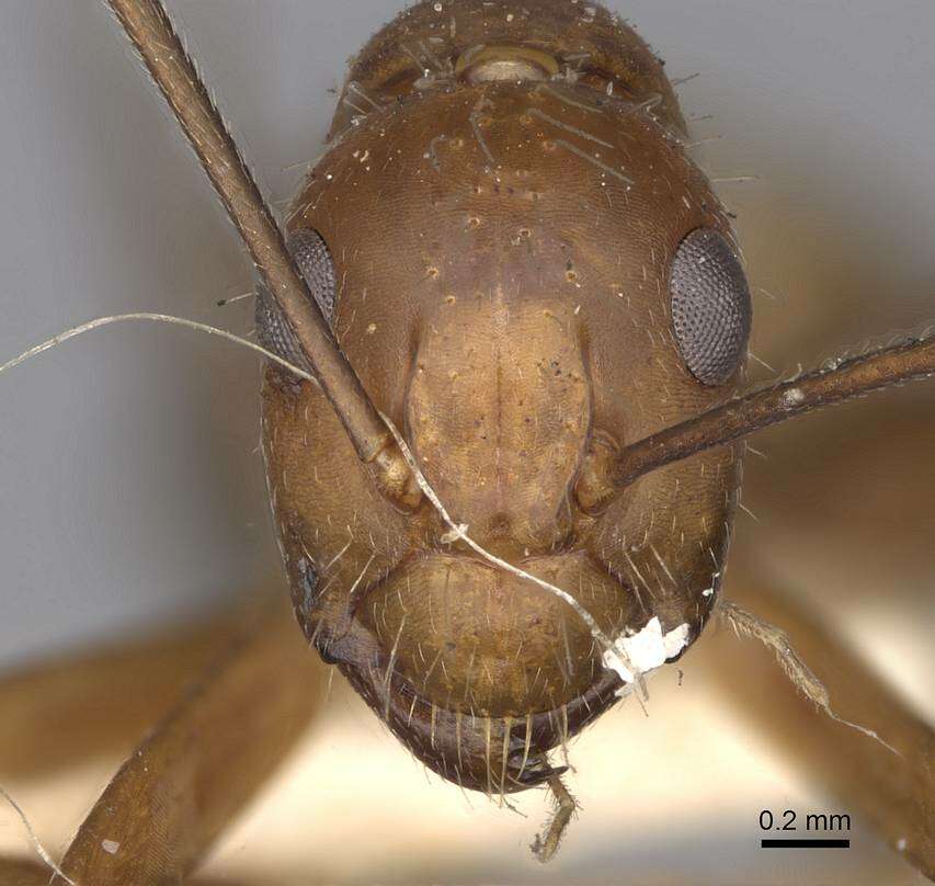 Слика од Camponotus nicobarensis Mayr 1865