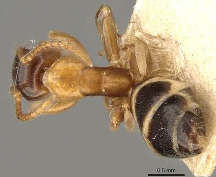 Image of Colobopsis