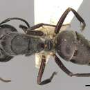 Image of Camponotus confucii Forel 1894
