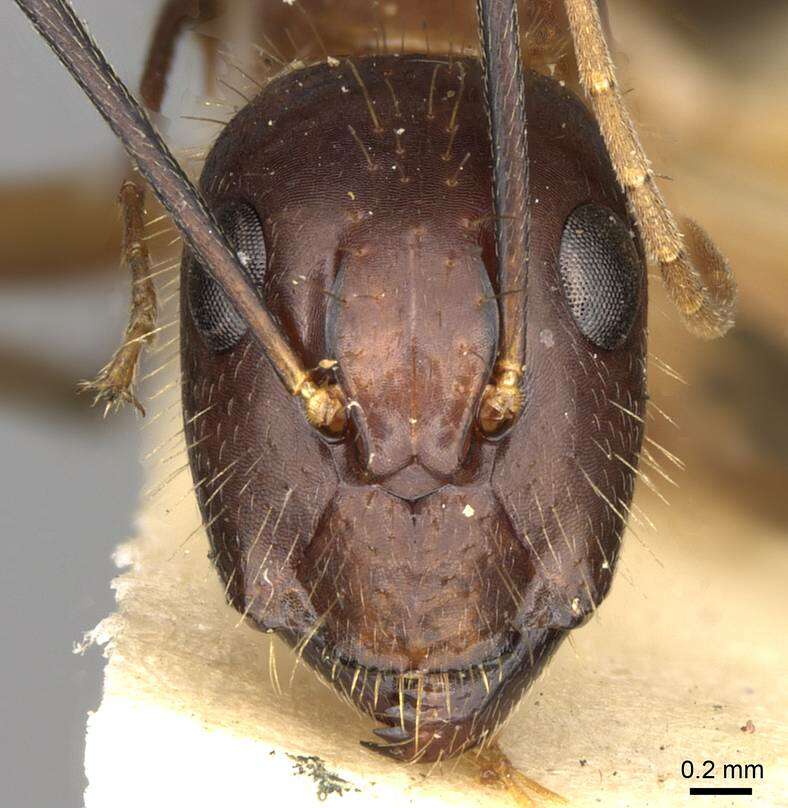 Image of Camponotus sklarus Bolton 1995