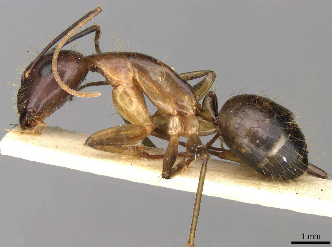 Image of Camponotus sklarus Bolton 1995