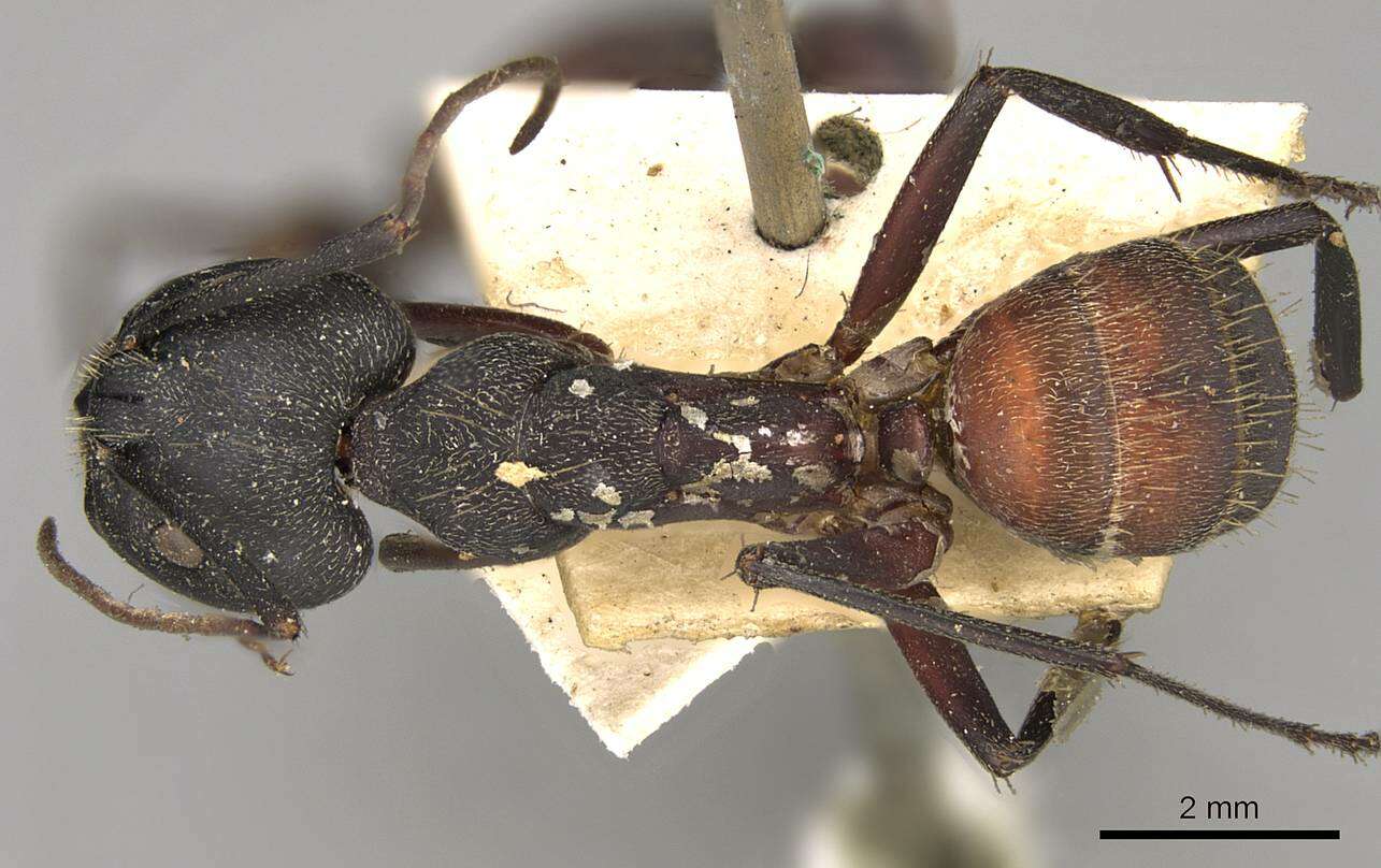 Image of Camponotus cruentatus (Latreille 1802)