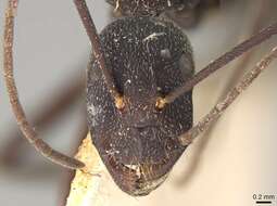 Image of Camponotus cruentatus (Latreille 1802)
