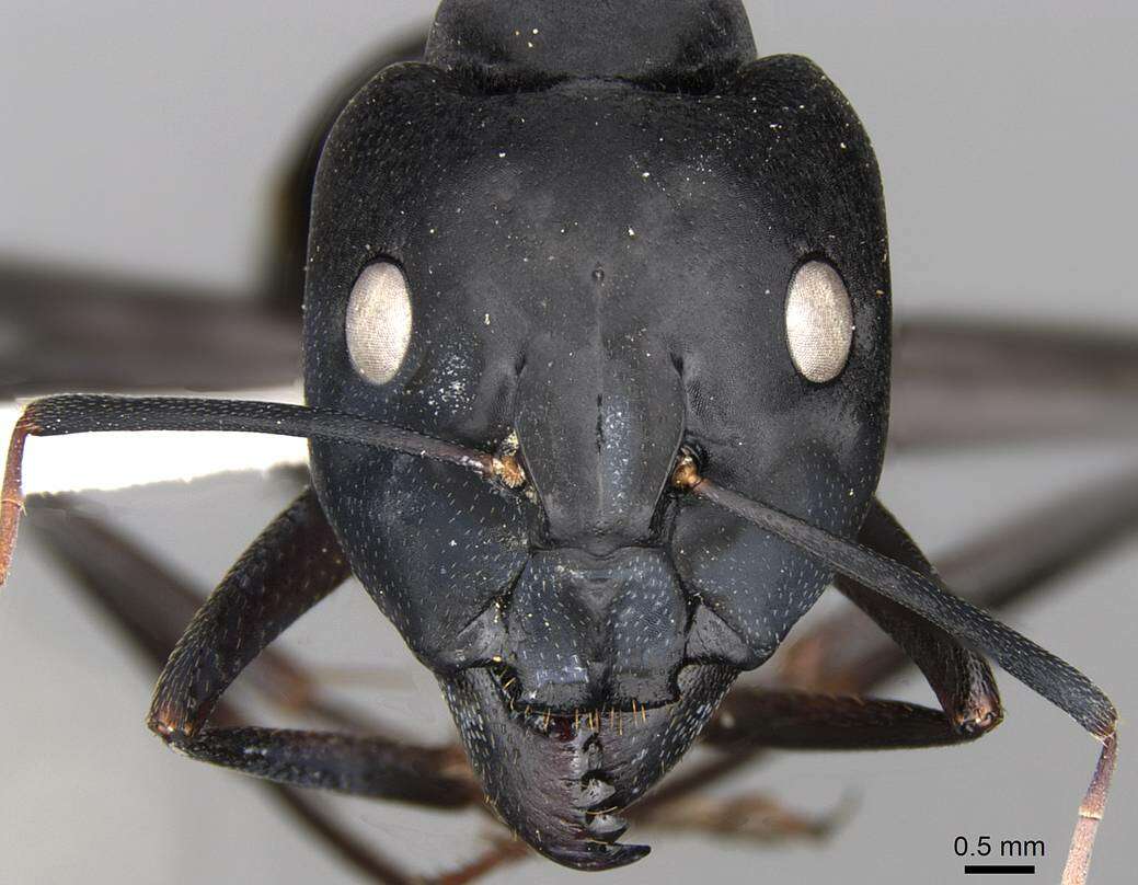 Image of Camponotus fellah Dalla Torre 1893