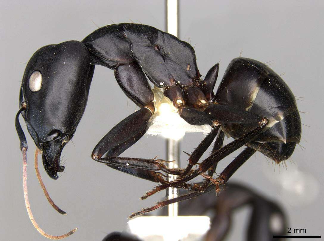 Image of Camponotus fellah Dalla Torre 1893