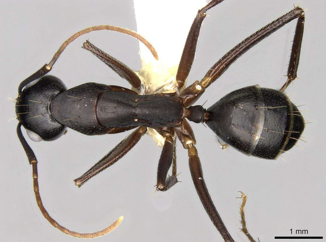 Image of Camponotus fellah Dalla Torre 1893