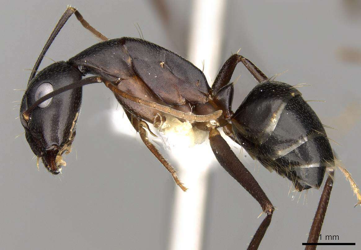 Image of Camponotus fellah Dalla Torre 1893