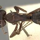 Imagem de Camponotus thraso Forel 1893