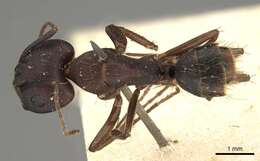 Imagem de Camponotus thraso Forel 1893