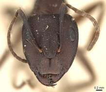 Imagem de Camponotus thraso Forel 1893