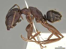 Imagem de Camponotus thraso Forel 1893