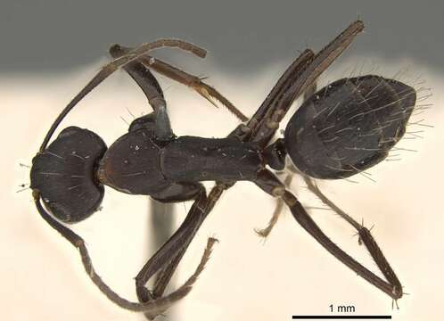 Image of Camponotus thraso Forel 1893