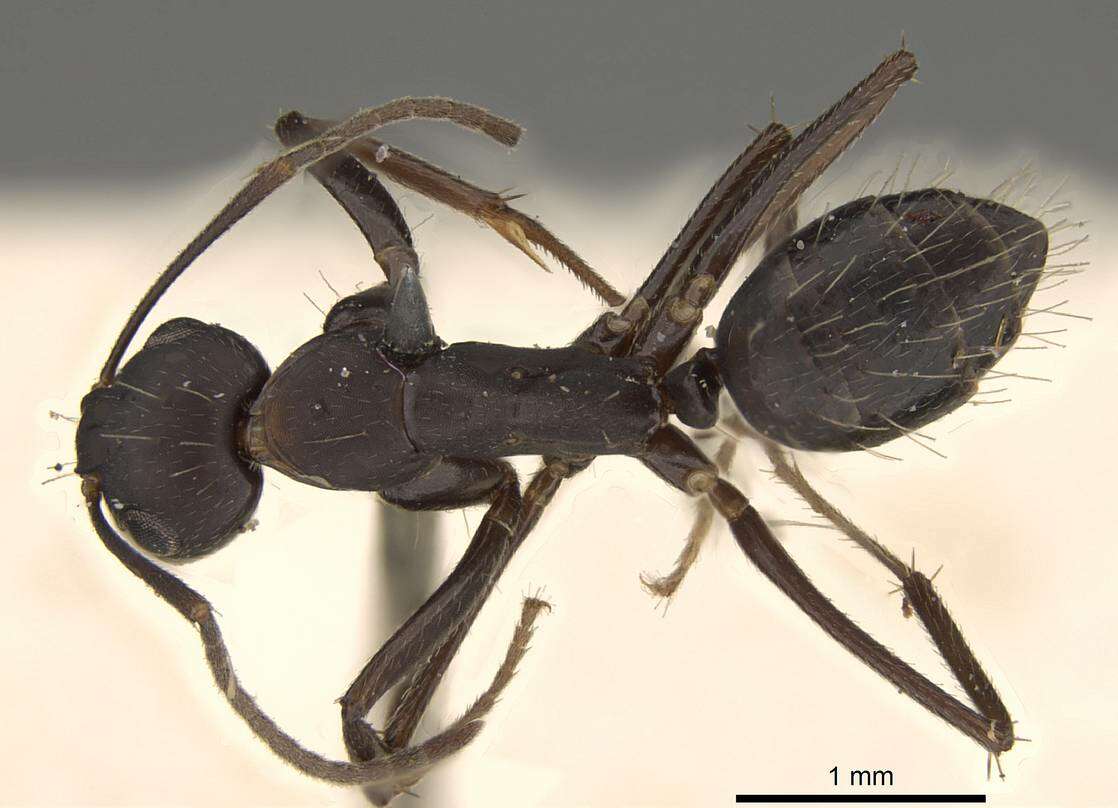 Imagem de Camponotus thraso Forel 1893