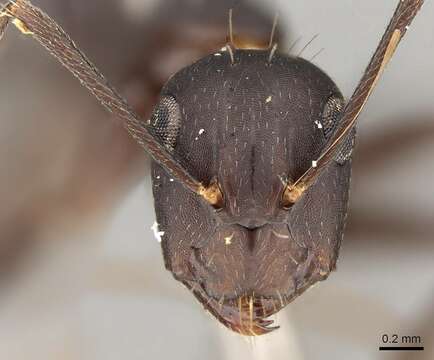 Image of Camponotus thraso Forel 1893