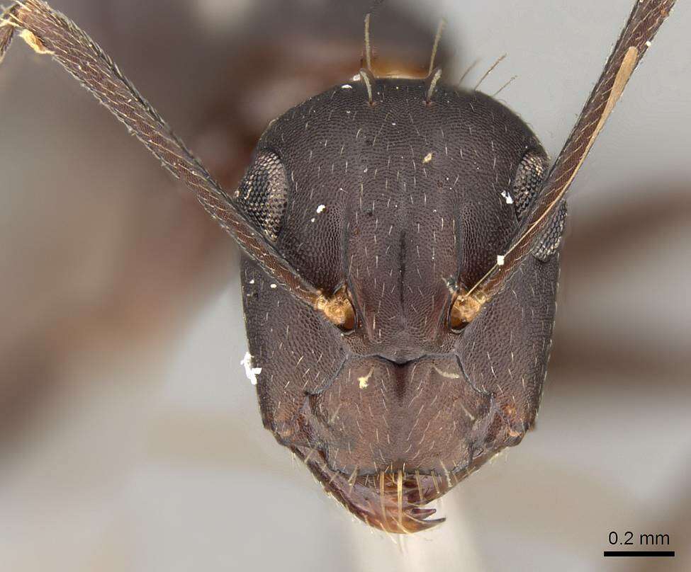 Imagem de Camponotus thraso Forel 1893