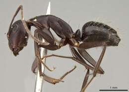 Imagem de Camponotus thraso Forel 1893