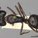 Image de Camponotus barbatus Roger 1863