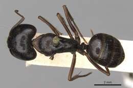 Image de Camponotus barbatus Roger 1863