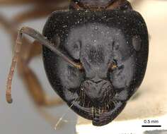 Image de Camponotus barbatus Roger 1863