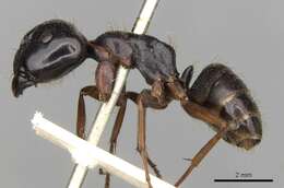 Image de Camponotus barbatus Roger 1863