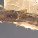 Image of Aenictus fuscipennis Forel 1913