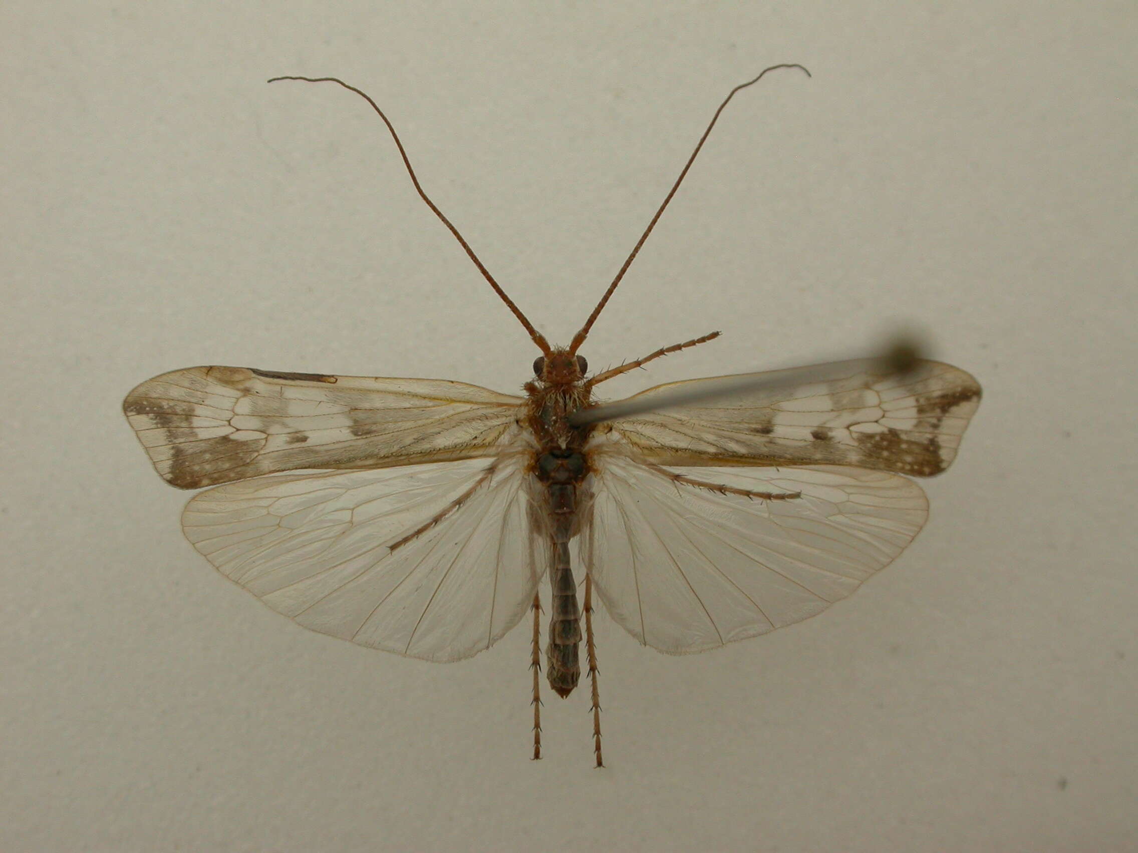 Image of Limnephilus lunatus Curtis 1834