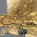 Image of Aenictus rixator Forel 1901