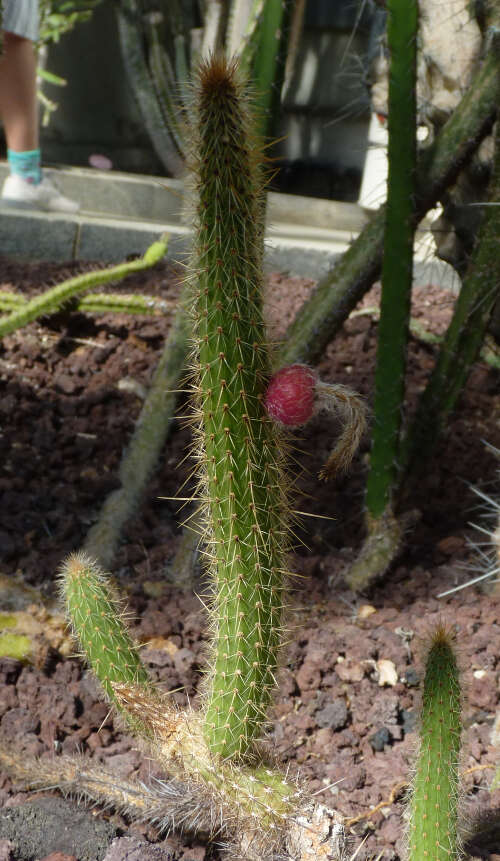 صورة Cleistocactus buchtienii Backeb.