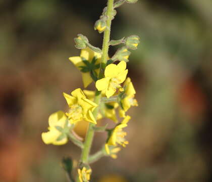 Image of Verbascum coromandelianum subsp. sinense (L.) D. Mc Kean