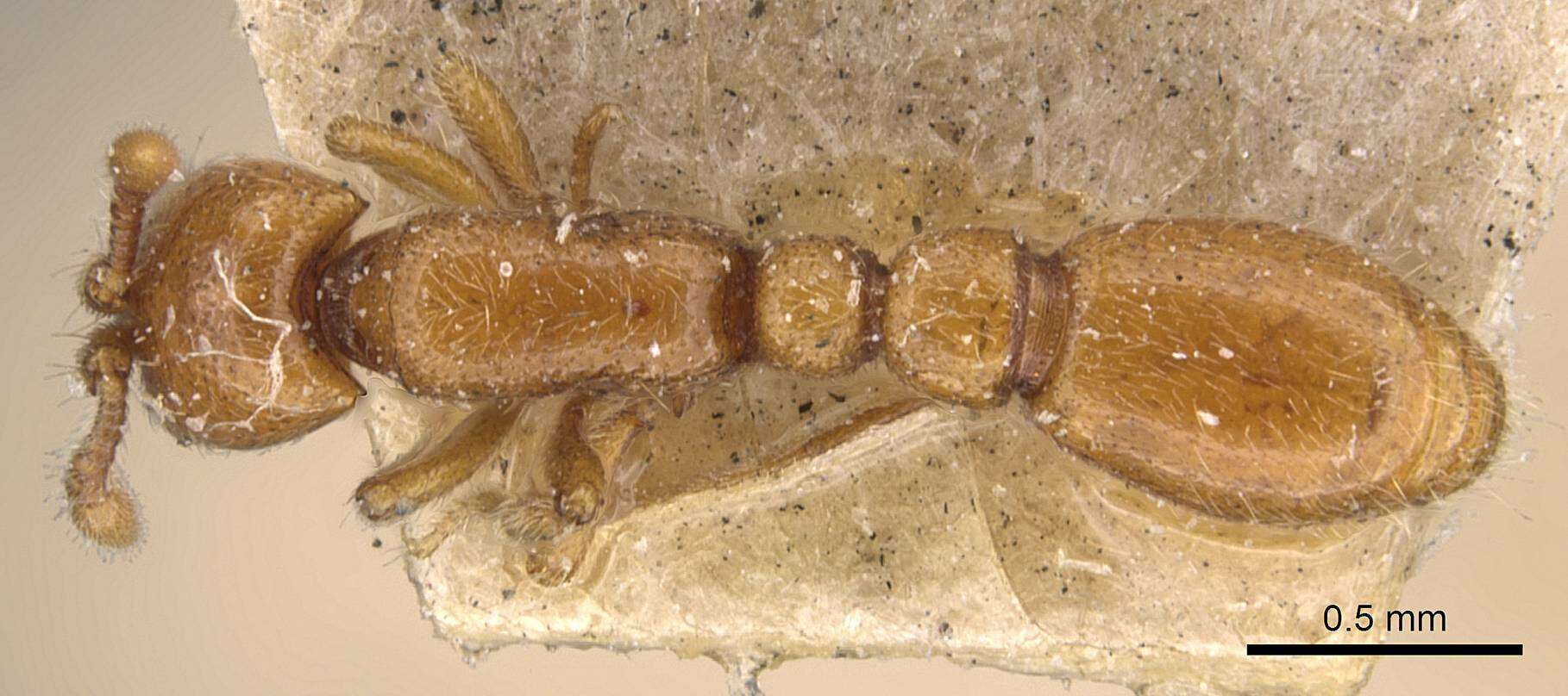 Image of Formicoidea