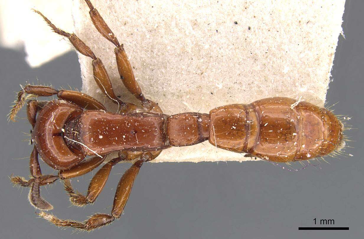 Image of Acanthostichus laticornis Forel 1908