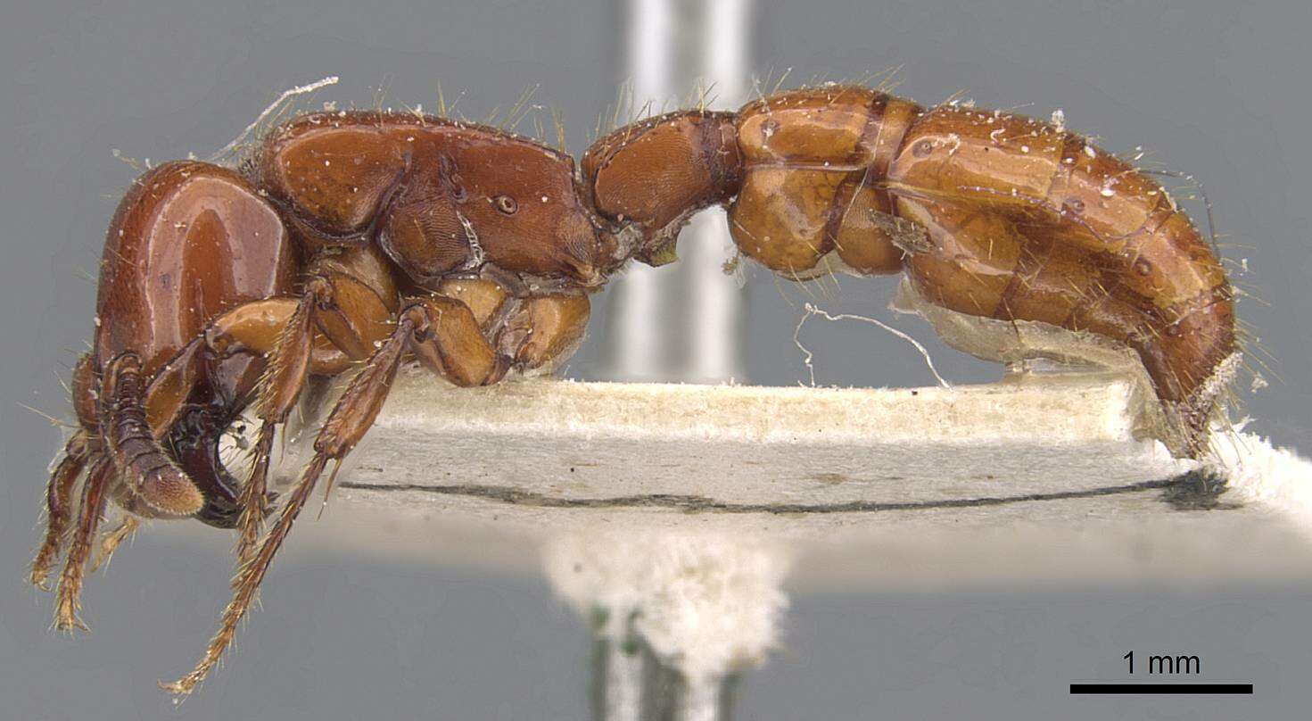 Image of Acanthostichus laticornis Forel 1908