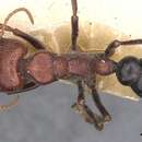 Image of Myrmecia froggatti Forel 1910