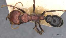 Image of Myrmecia froggatti Forel 1910