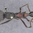 صورة Myrmecia athertonensis Forel 1915