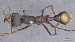 Image of Myrmecia athertonensis Forel 1915