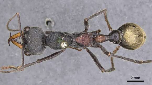 صورة Myrmecia athertonensis Forel 1915