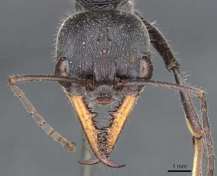 Image of Myrmecia athertonensis Forel 1915