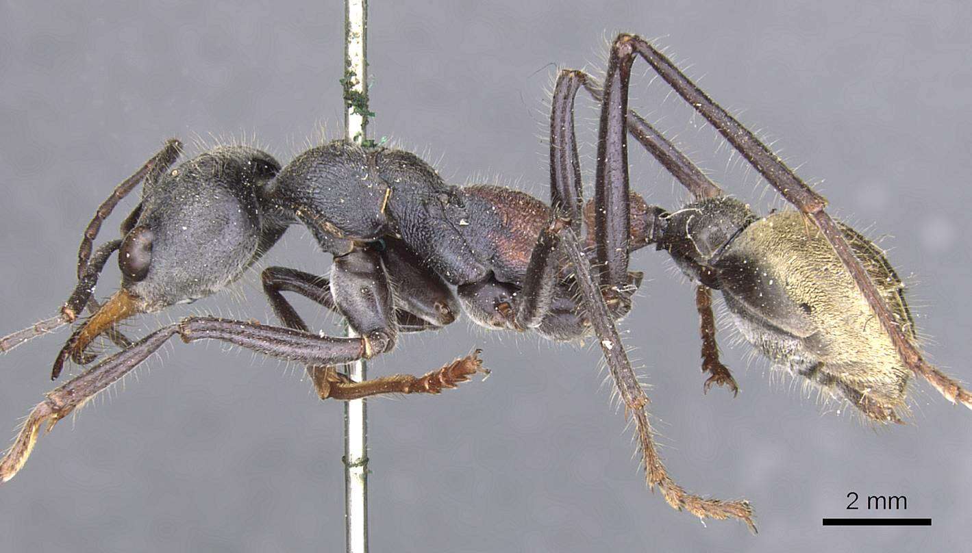 Image of Myrmecia athertonensis Forel 1915