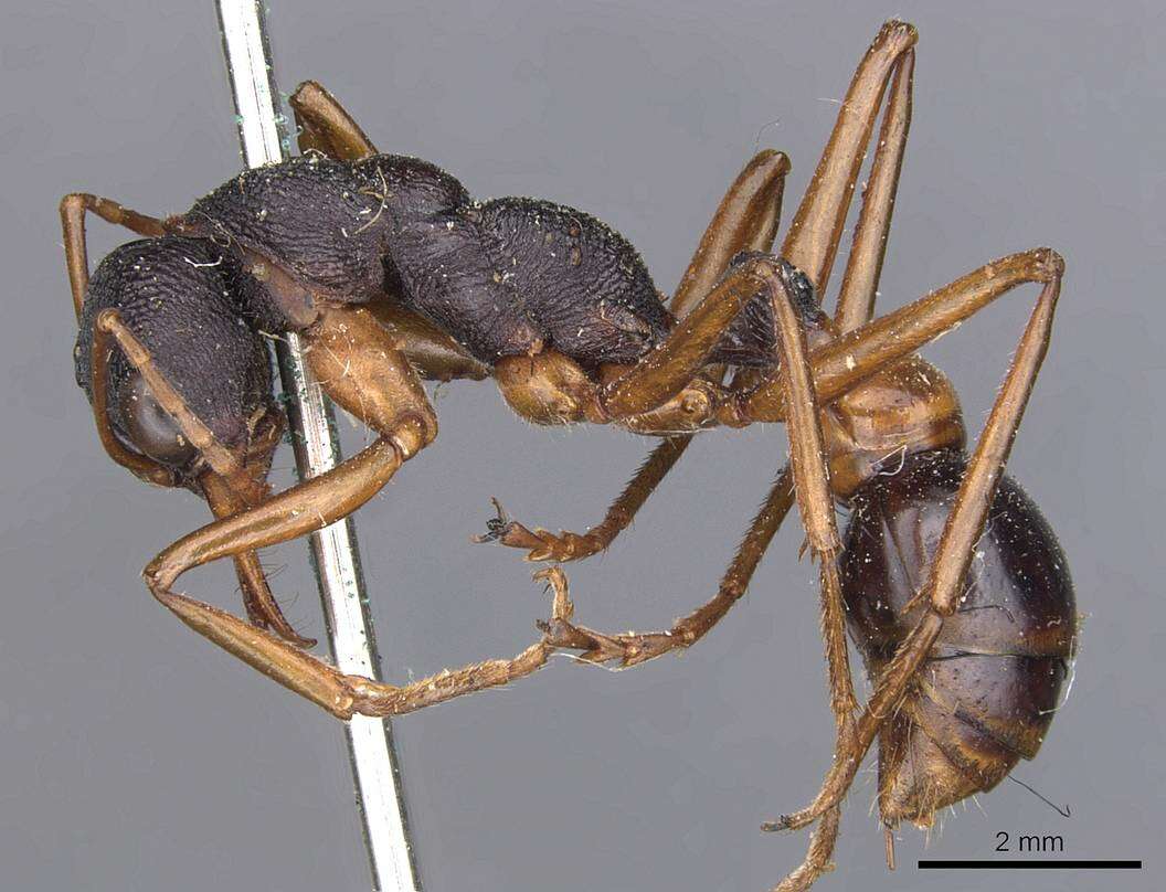 Image of Myrmecia esuriens Fabricius 1804