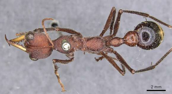 صورة Myrmecia minuscula Forel 1915