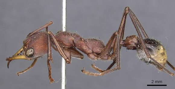 صورة Myrmecia minuscula Forel 1915