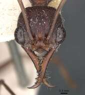 Image of Myrmecia brevinoda Forel 1910