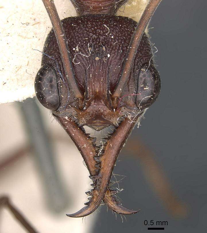 Image of Myrmecia brevinoda Forel 1910