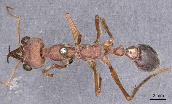 Image of Myrmecia brevinoda Forel 1910