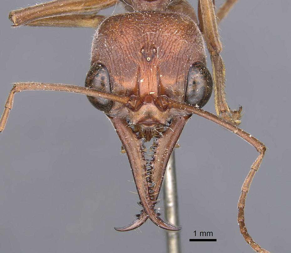 Image of Myrmecia brevinoda Forel 1910