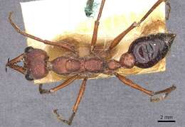 Image of Myrmecia forficata (Fabricius 1787)