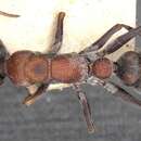 Image of Myrmecia harderi Forel 1910